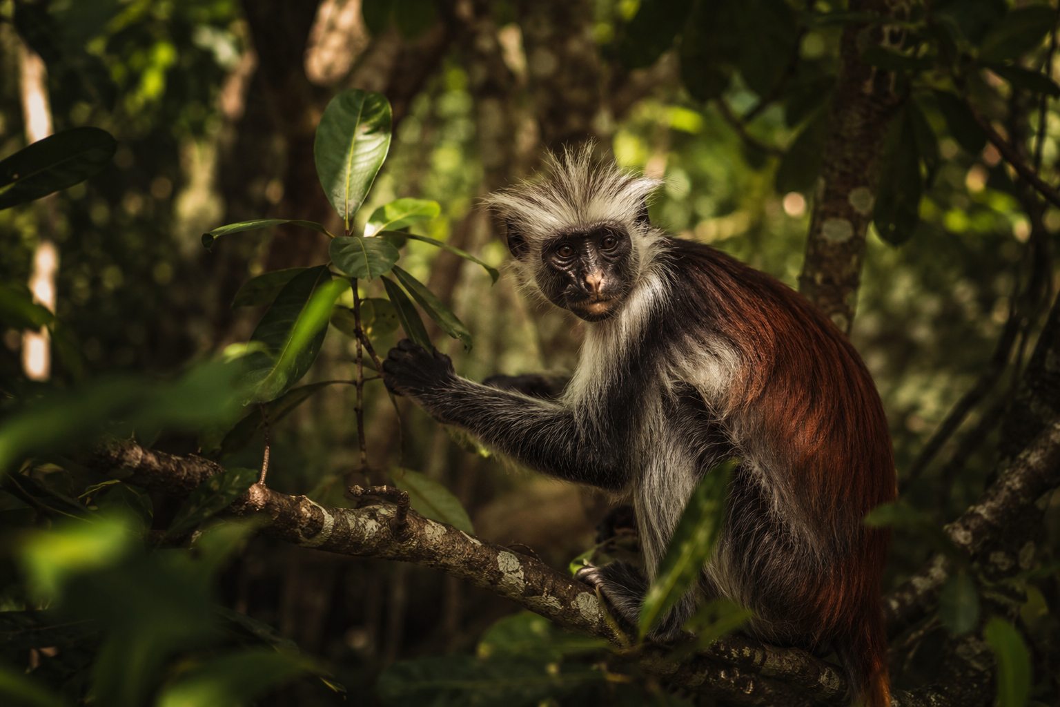 A Zanzibar red colobus monkey in the trees of Jozani Forest